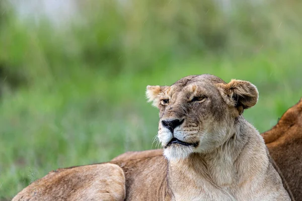 Thunderstorm Lioness Lying Blank — Stock Photo, Image