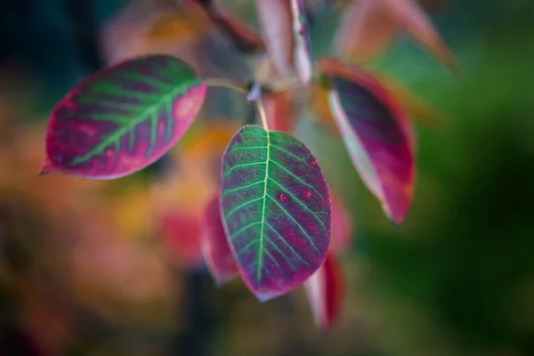 Colorful Leaves Juneberry Berlin Garden Autumn — Stock Photo, Image