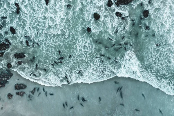 Elefantes Nadan Océano Pacífico Frente Playa San Simeón —  Fotos de Stock