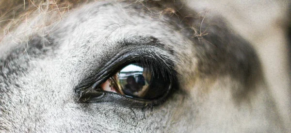 白い馬の目の短いショット — ストック写真