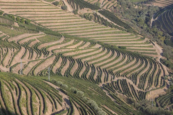 Les Plantations Thé Vue Aérienne — Photo