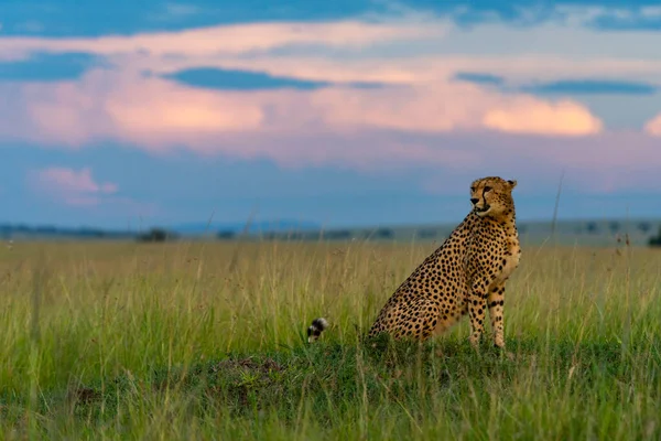 Gepard Siedzi Trawie Skanuje Okolicę — Zdjęcie stockowe
