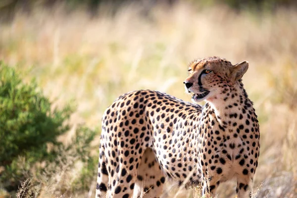 Jeden Gepard Trawie Sawannie — Zdjęcie stockowe