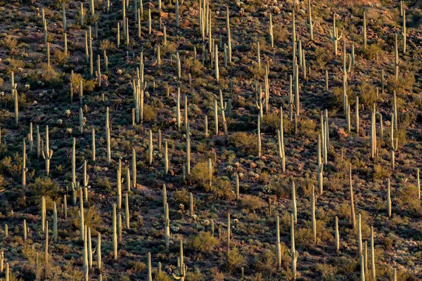 Resumen Cactus Saguaro Que Sobresalen Ladera Montaña Amanecer —  Fotos de Stock