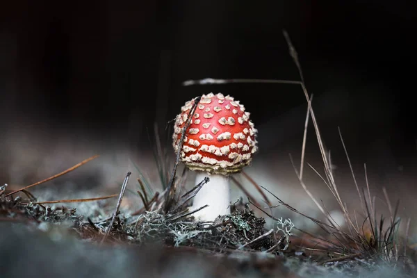 Jovem Mosca Amanita Floresta Perto Gro Kris Alemanha — Fotografia de Stock