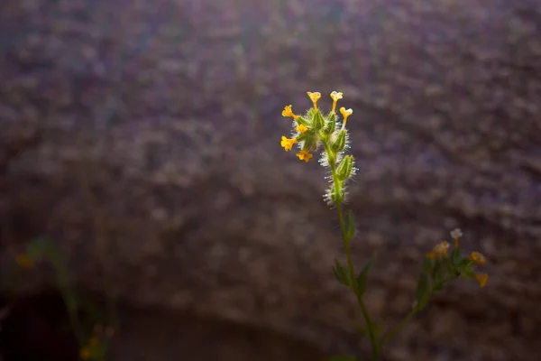 Geisterhalsblumen Amsinckia Intermedia Schmücken Die Wege Sabino Canyon Tucson Arizona — Stockfoto