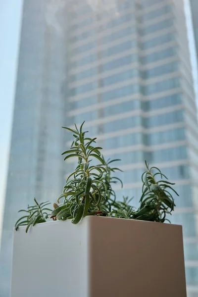 Potted Plants Window Sill Een Stedelijk Appartement — Stockfoto