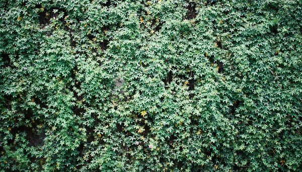 Groene Muur Natuurlijke Verticale Tuin — Stockfoto