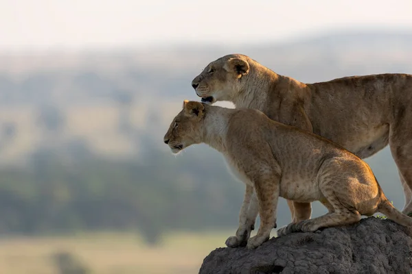 Lioness Her Cub Scans Horizon Mound Earth — Stock Photo, Image