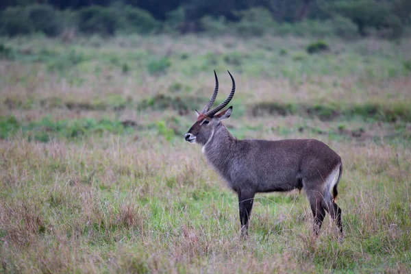 Der Wasserbock Wandert Durch Das Grasland Der Kenianischen Savanne — Stockfoto