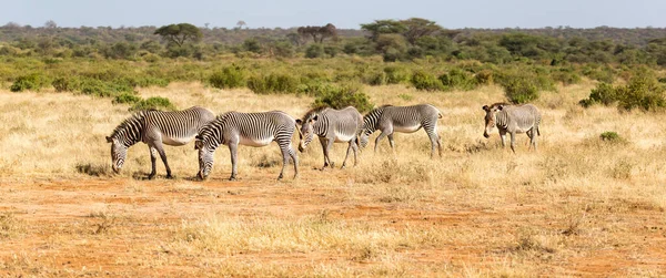 Grande Rebanho Com Zebras Pastando Savana Quênia — Fotografia de Stock