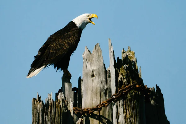 Portrait Adult Bald Eagle Bird — Stock Photo, Image