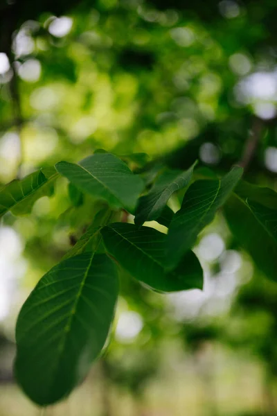 Closeup Green Walnut Leaves — Stok fotoğraf