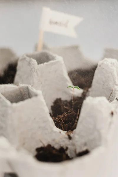 Small Plats Growing Carton Chicken Egg Box Black Soil Break — Stock Photo, Image