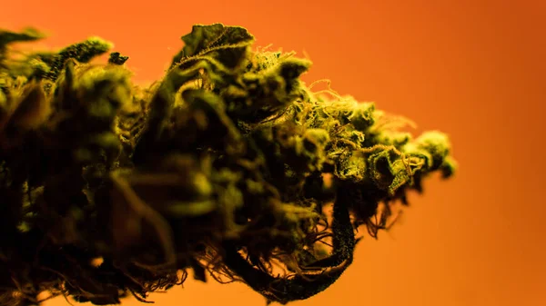Professionell Marijuana Odling Inomhus För Rekreation — Stockfoto