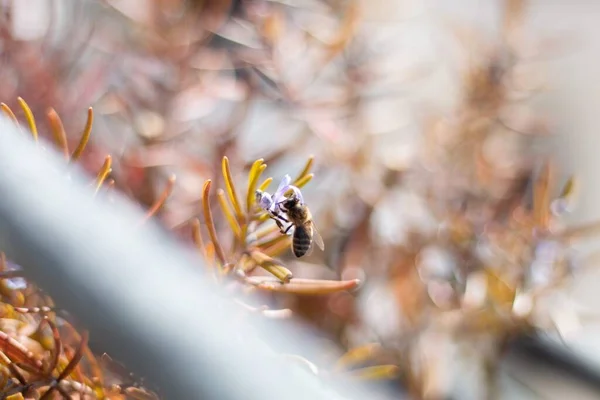 Elegáns Méh Egy Színes Virág Kertben — Stock Fotó