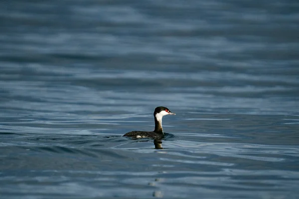 Zijaanzicht Van Een Gehoornde Grebe Die Zwemt Puget Sound — Stockfoto