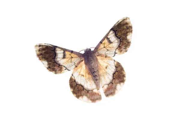 Motýli Lesní Rezervaci Dzanga Sanha Centrální Africká Republika — Stock fotografie