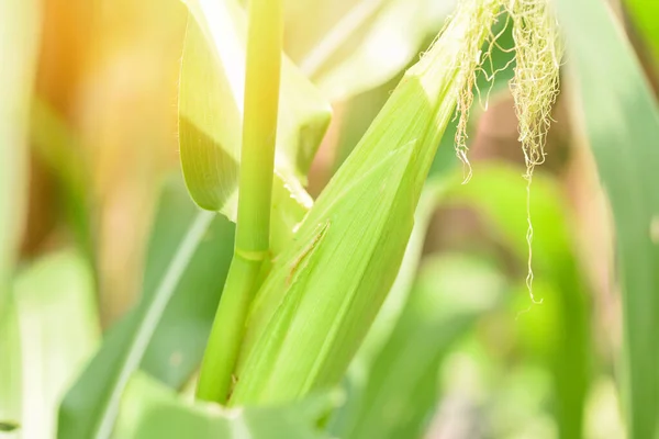 Young corn on plant tree in the corn field / Ear of corn