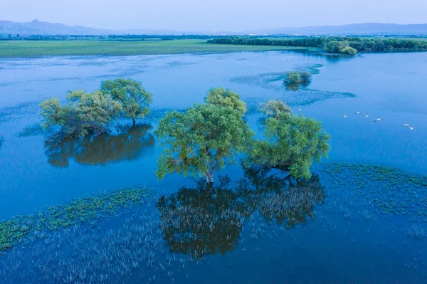 Flooded Tree Green Cali Hillside Dusk Aerial — Stock Photo, Image