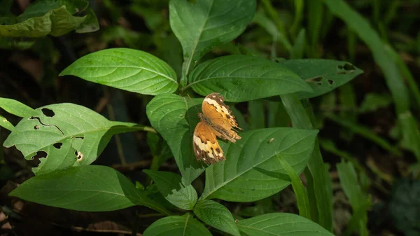 Motyl Kąpany Miękkim Słońcu Zielonym Liściu Lesie — Zdjęcie stockowe