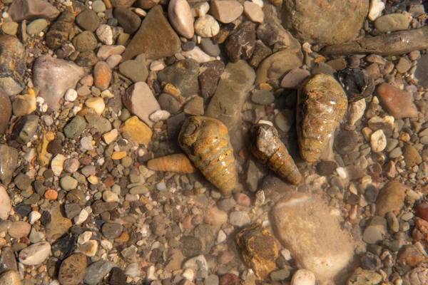Conchas Fosilizadas Llamadas Turritelas Lecho Río Desierto —  Fotos de Stock