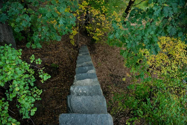 Escadas Levam Uma Floresta — Fotografia de Stock