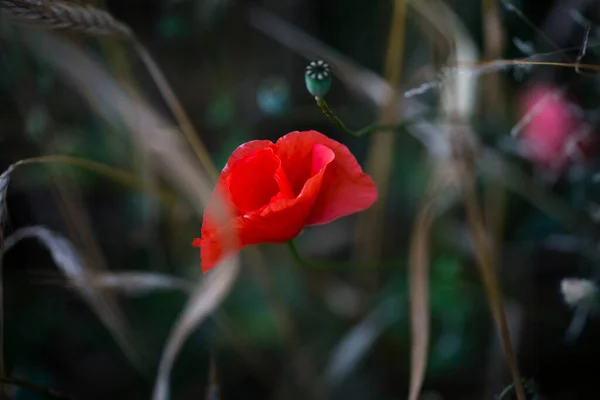 Poppy Blossom Seed Capsule Field Luckenwalde Alemanha — Fotografia de Stock