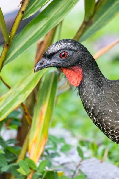 Bel Oiseau Tropical Noir Avec Gorge Rouge Sur Forêt Tropicale — Photo