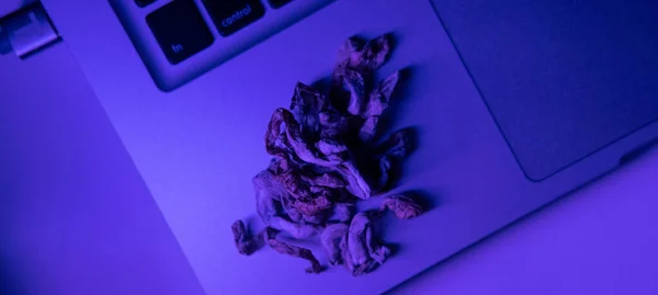 Medicinsk Forskning Psilocybin Svamp Närbild — Stockfoto