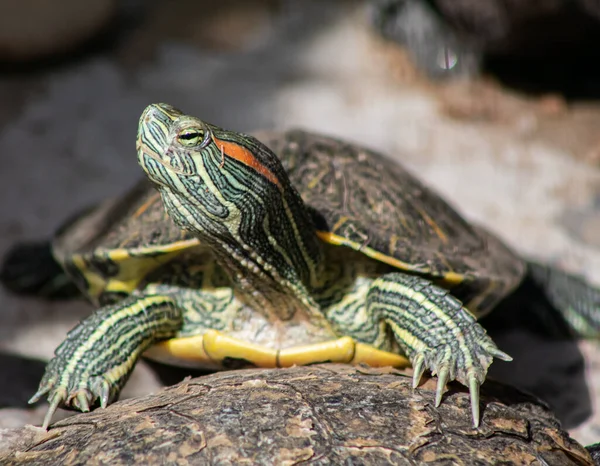 Profil Małego Żółwia Zielonego — Zdjęcie stockowe