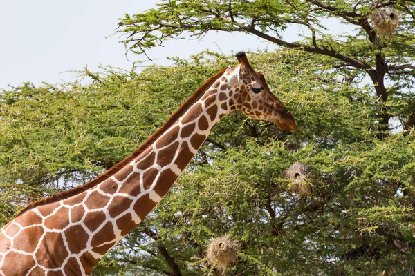 Primo Piano Una Giraffa Con Molte Piante Sullo Sfondo — Foto Stock