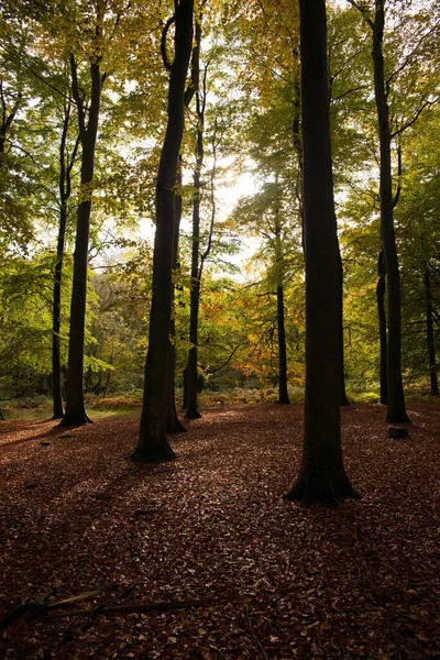 영국의 포르드셔에 숲에서 자라는 나무의 실루엣 — 스톡 사진