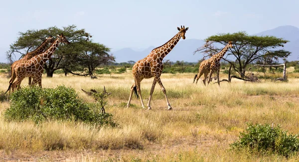 Giraffe Nella Savana Con Molti Alberi Cespugli Sullo Sfondo — Foto Stock