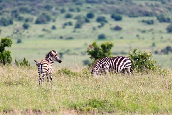 Familia Zebra Roza Sabana Las Proximidades Otros Animales — Foto de Stock