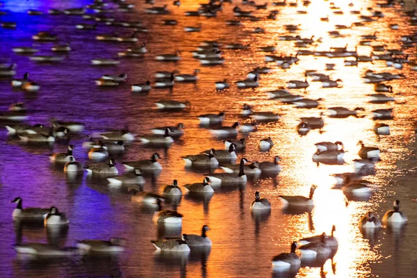 Canadian Geese Rest Migration Pond Umass Amhurst — стокове фото