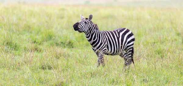 Familia Zebra Roza Sabana Las Proximidades Otros Animales —  Fotos de Stock