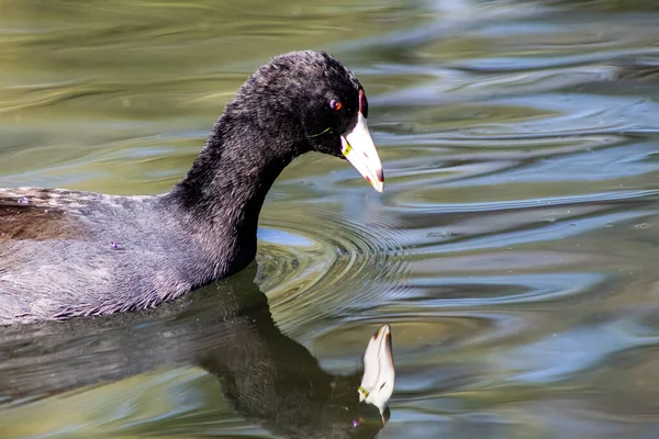 Pato Olhando Para Seu Reflexo Água Lago — Fotografia de Stock