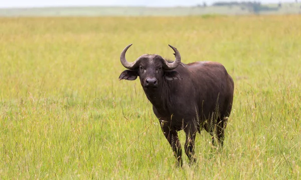 Buffalo Standing Middle Meadow Grass Landscape — Stock Photo, Image