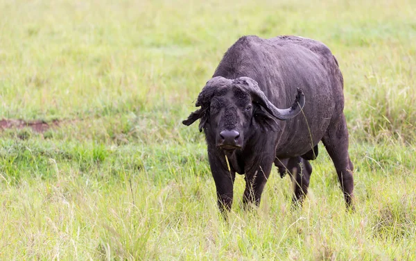 Buffalo Standing Middle Meadow Grass Landscape — Stock Photo, Image