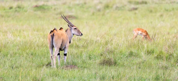 Antilope Elend Savana Queniana Entre Diferentes Plantas — Fotografia de Stock