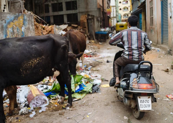 Man Rides Scooter Cows Grazing Garbage Narrow Street Bangaluru Karnataka — Stock Photo, Image