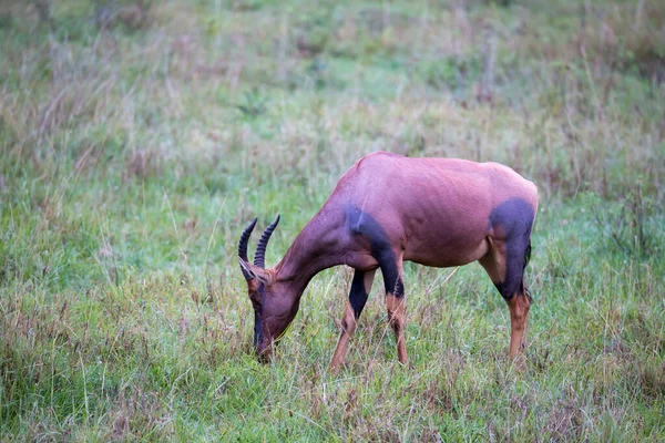 Egy Topi Antilop Kenya Szavannájának Legelőjén — Stock Fotó