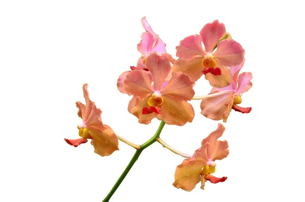 Bellissimo Fiore Orchidea Rosa Primo Piano Isolato Sullo Sfondo Bianco — Foto Stock