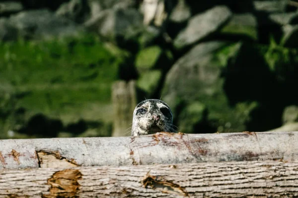 Straight Portrait Young Harbor Seal Looking Log Pile — Stock Fotó