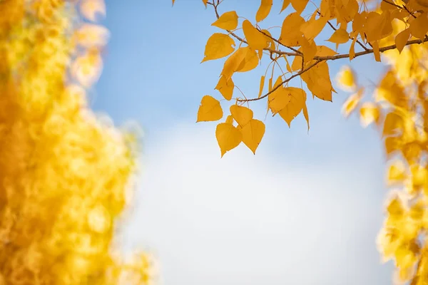 Espagne Cuenca Osier Canamares Automne — Photo