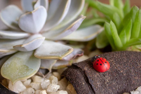 Ein Dekorativer Marienkäfer Einem Kleinen Mit Holz Und Kleinen Steinen — Stockfoto