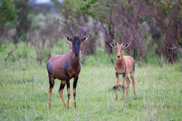 Casal Topi Savana Queniana — Fotografia de Stock