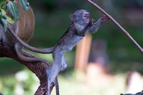 Scimmia Arrampica Ramo — Foto Stock