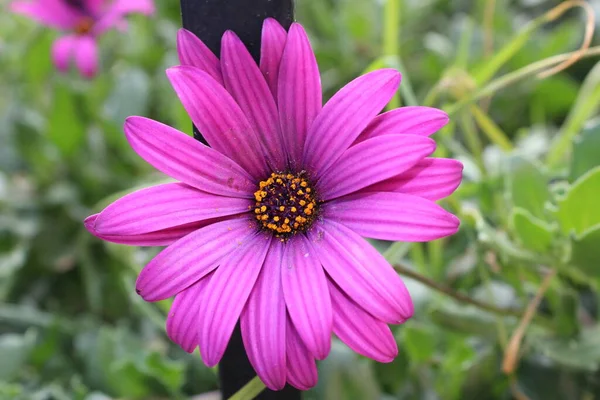 Hermosa Flor Púrpura Con Fondo Natural —  Fotos de Stock